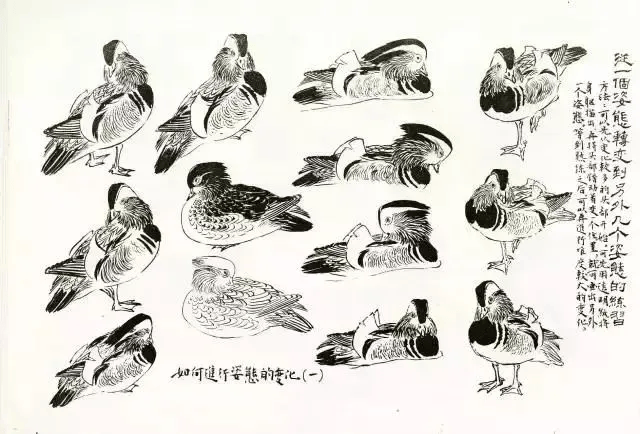 国画教程| 三种最常见"鸟"的画法,6步速成!