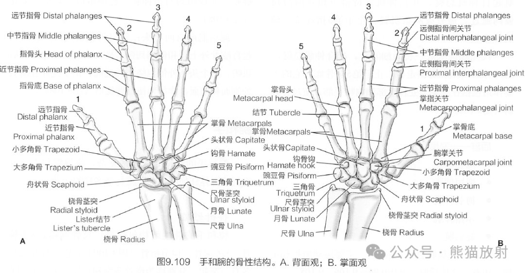 腕骨间关节图片