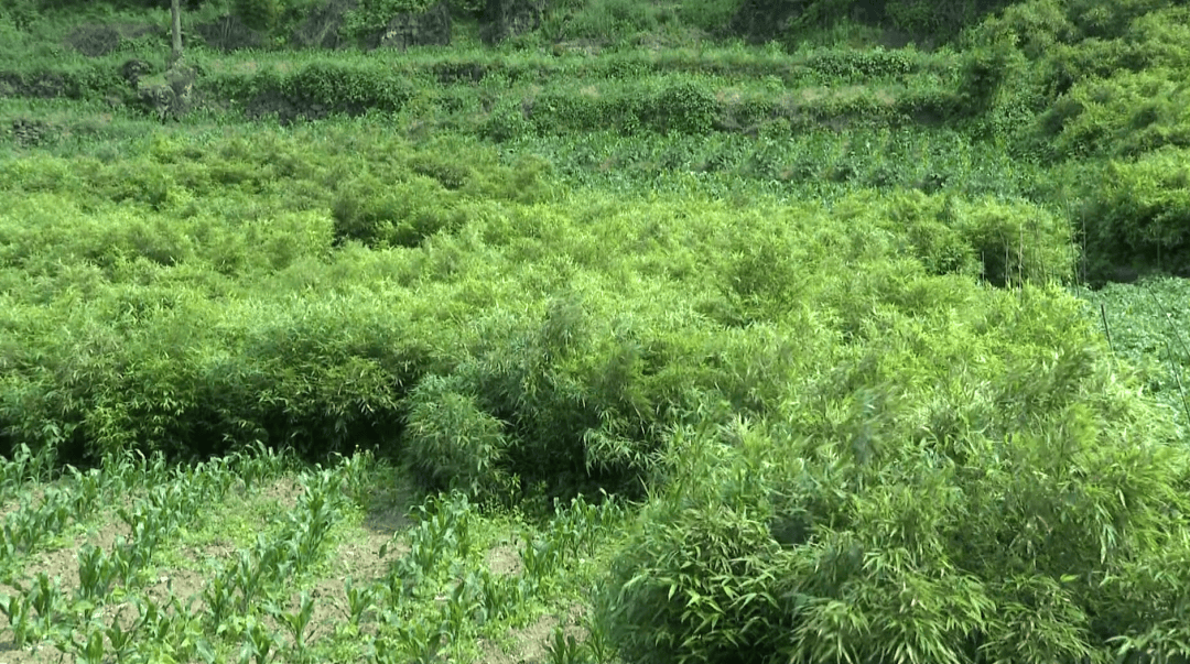 《云南:全力推进赤水河保护治理 确保源头清水向东流》系列报道之三