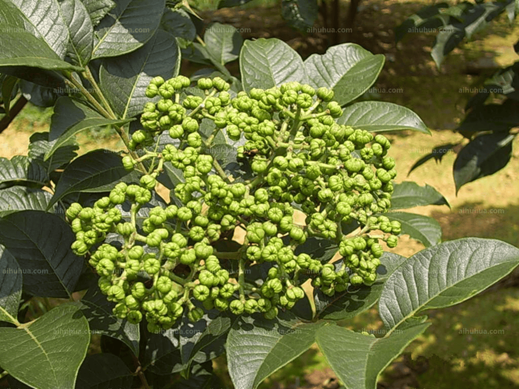 【中药小故事】每天认识一味药(三十四)→吴茱萸