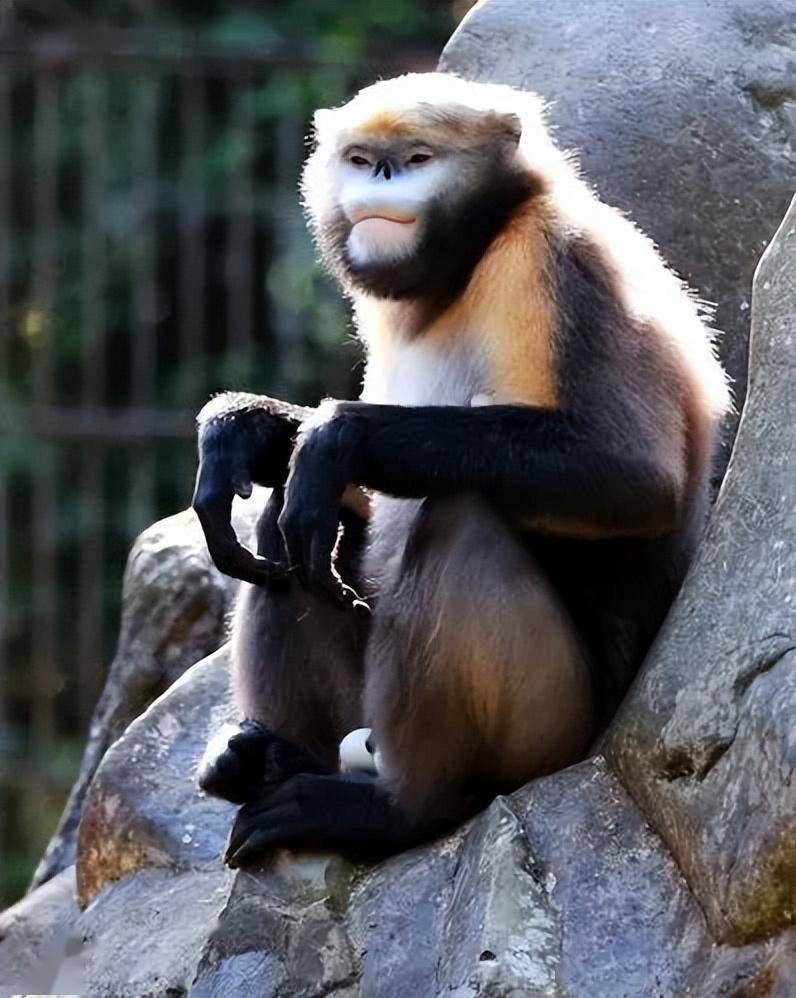 1960年,普查小组来到了梵净山继续进行调查工作,当地村民介绍说山上