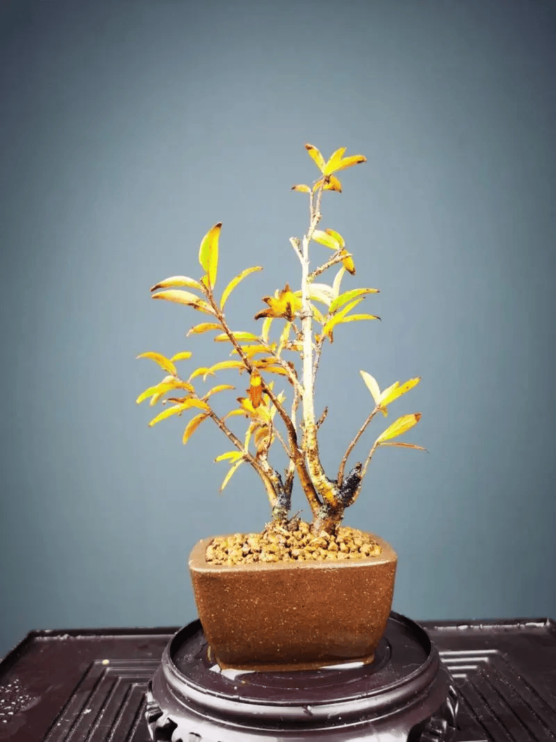 这才是水杨梅树的种植和繁殖方法,养水杨梅盆景的花友