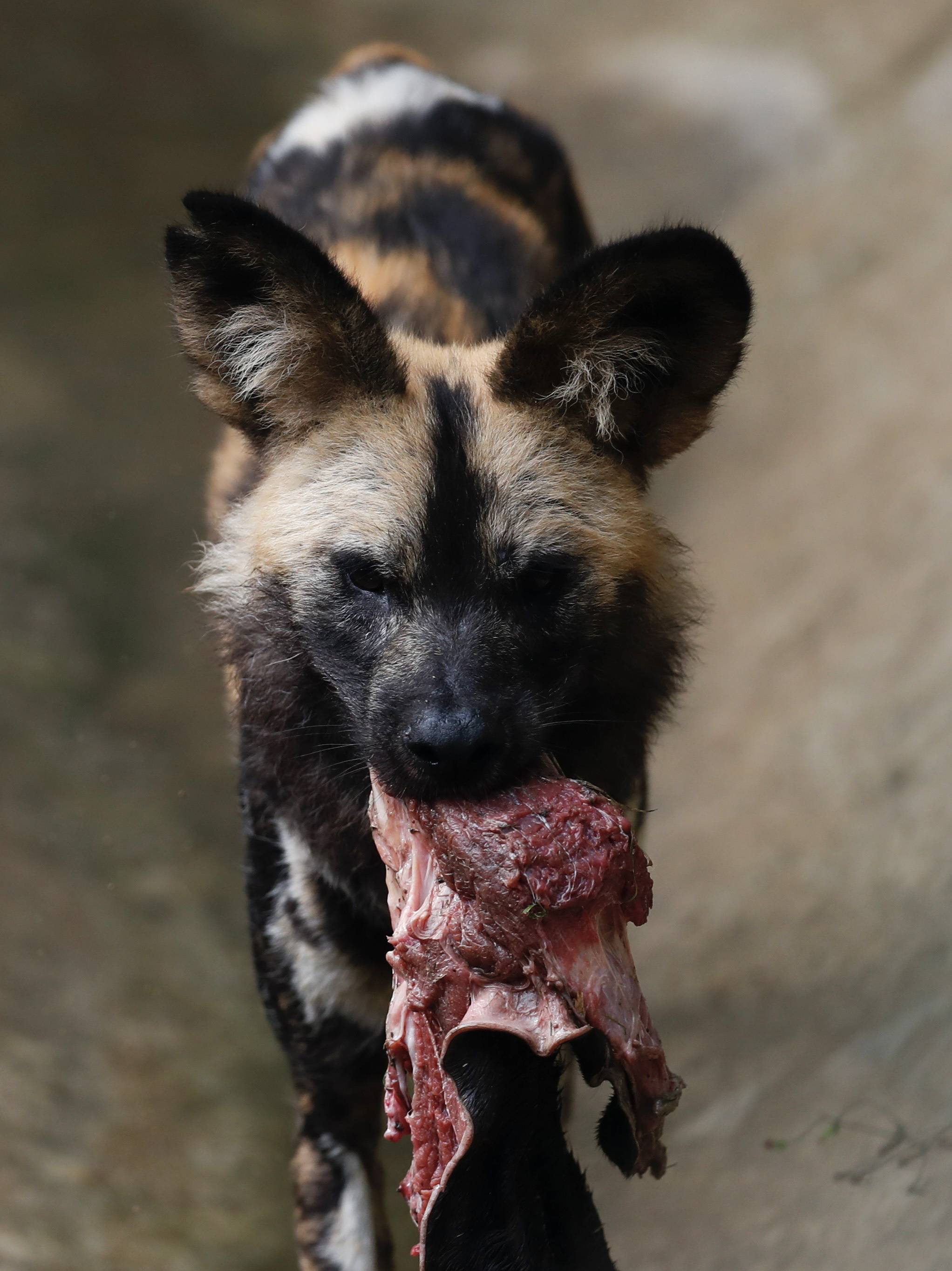 动物家族传奇非洲野犬图片