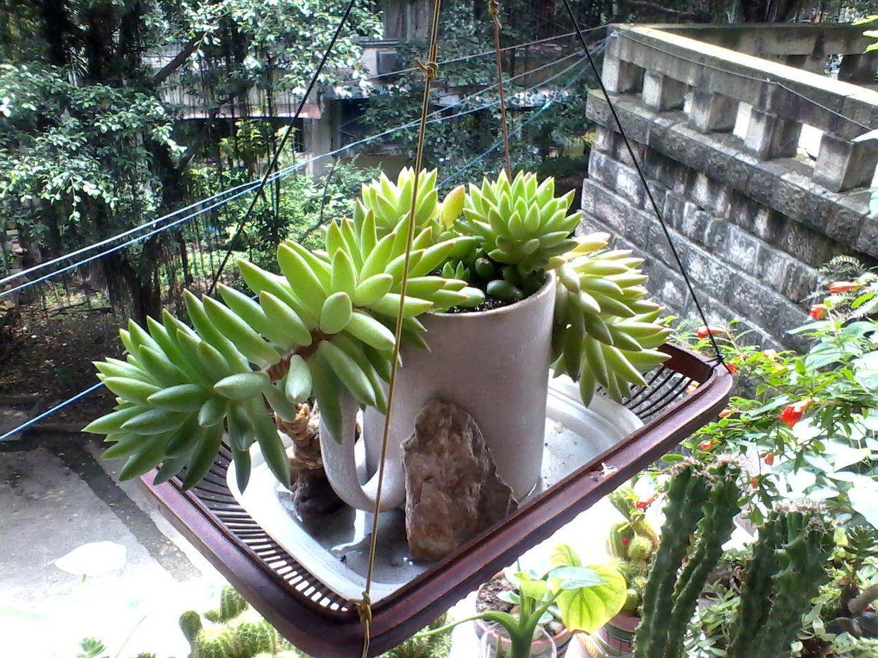 懒人种的植物(懒人种植什么农作物)