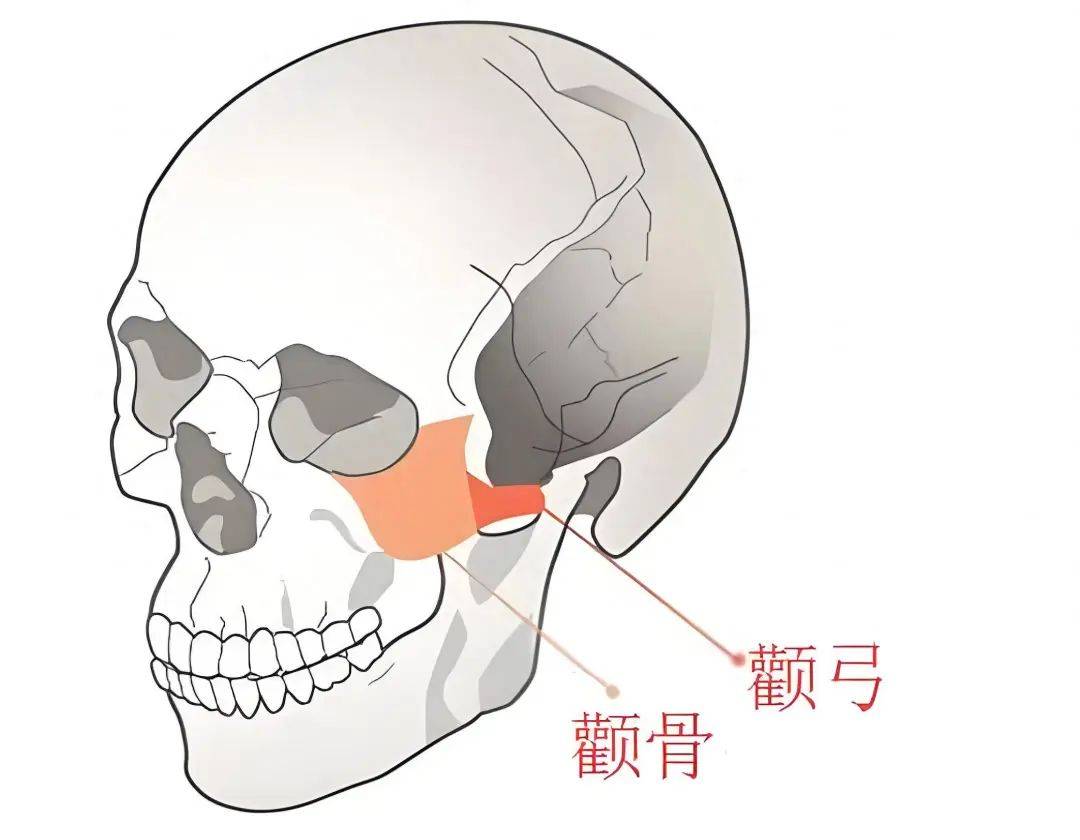《说文解字》第816课：古人是如何称呼“颧骨”的_面颊_读音_本义