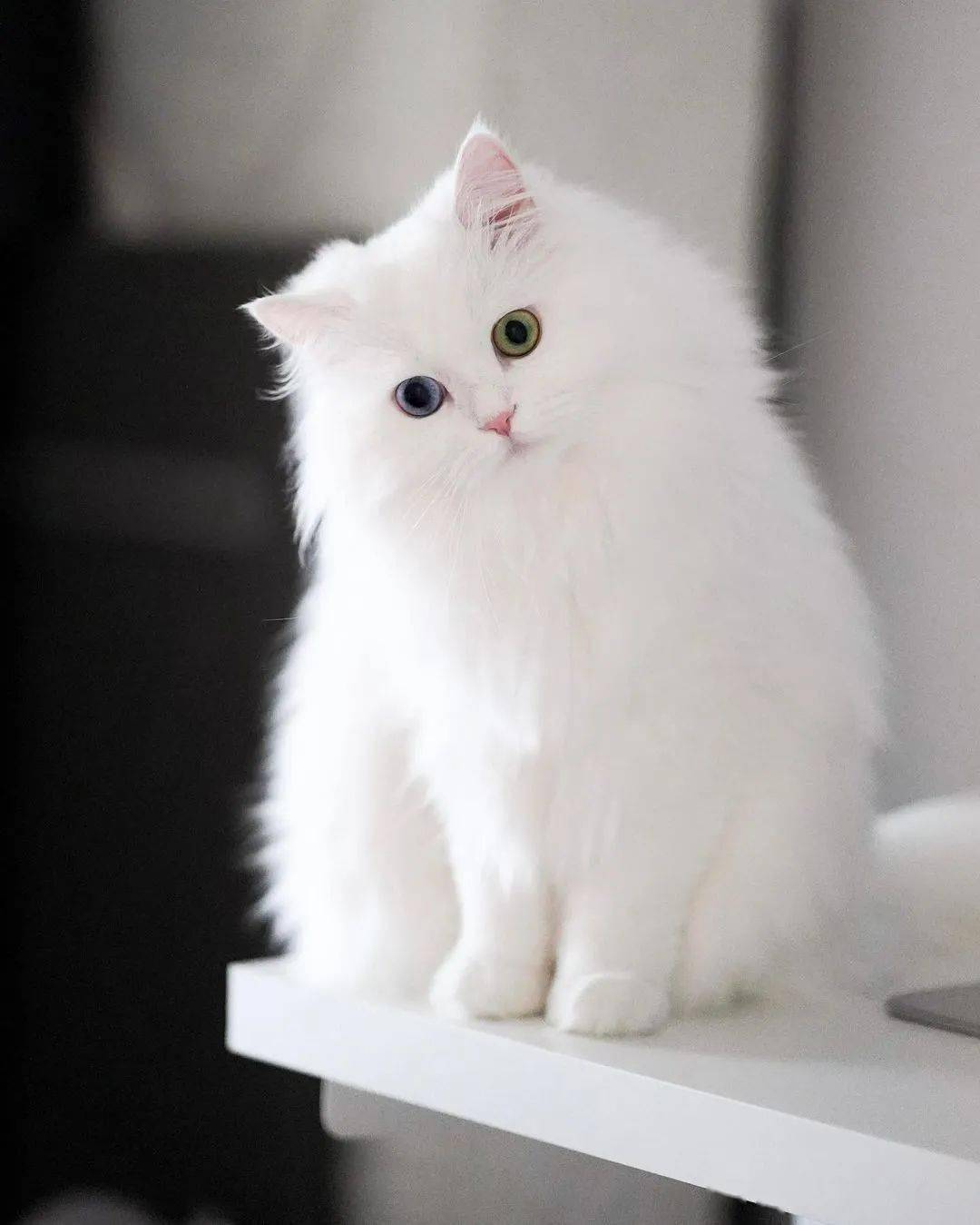 这就是全世界最仙气的白猫?网友惊叹:每一张照都可以做壁纸!