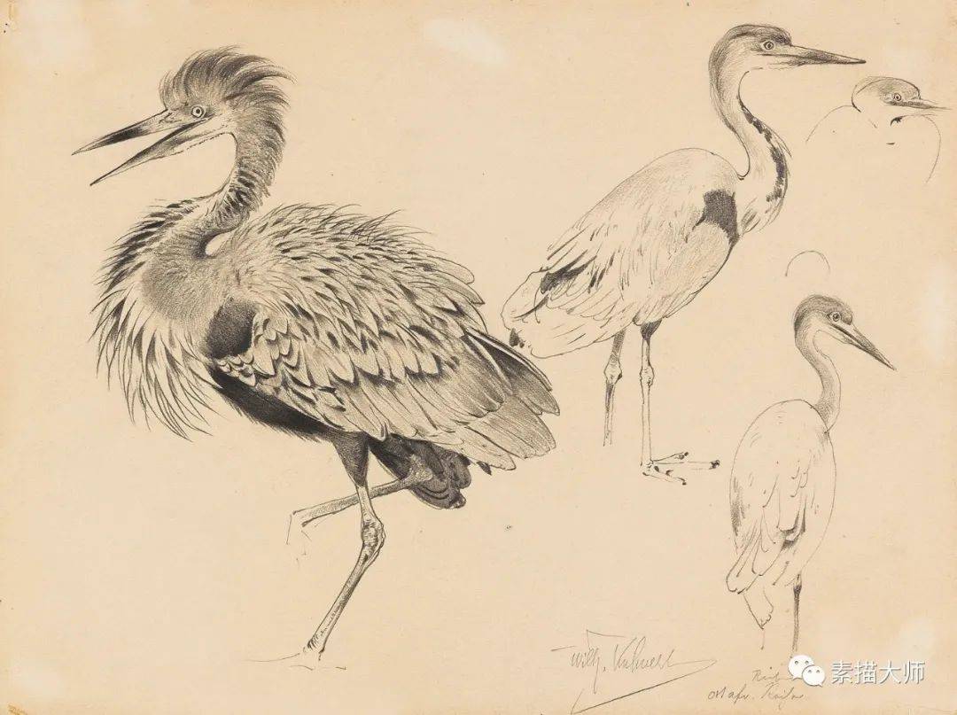 造型大神 | 动物素描