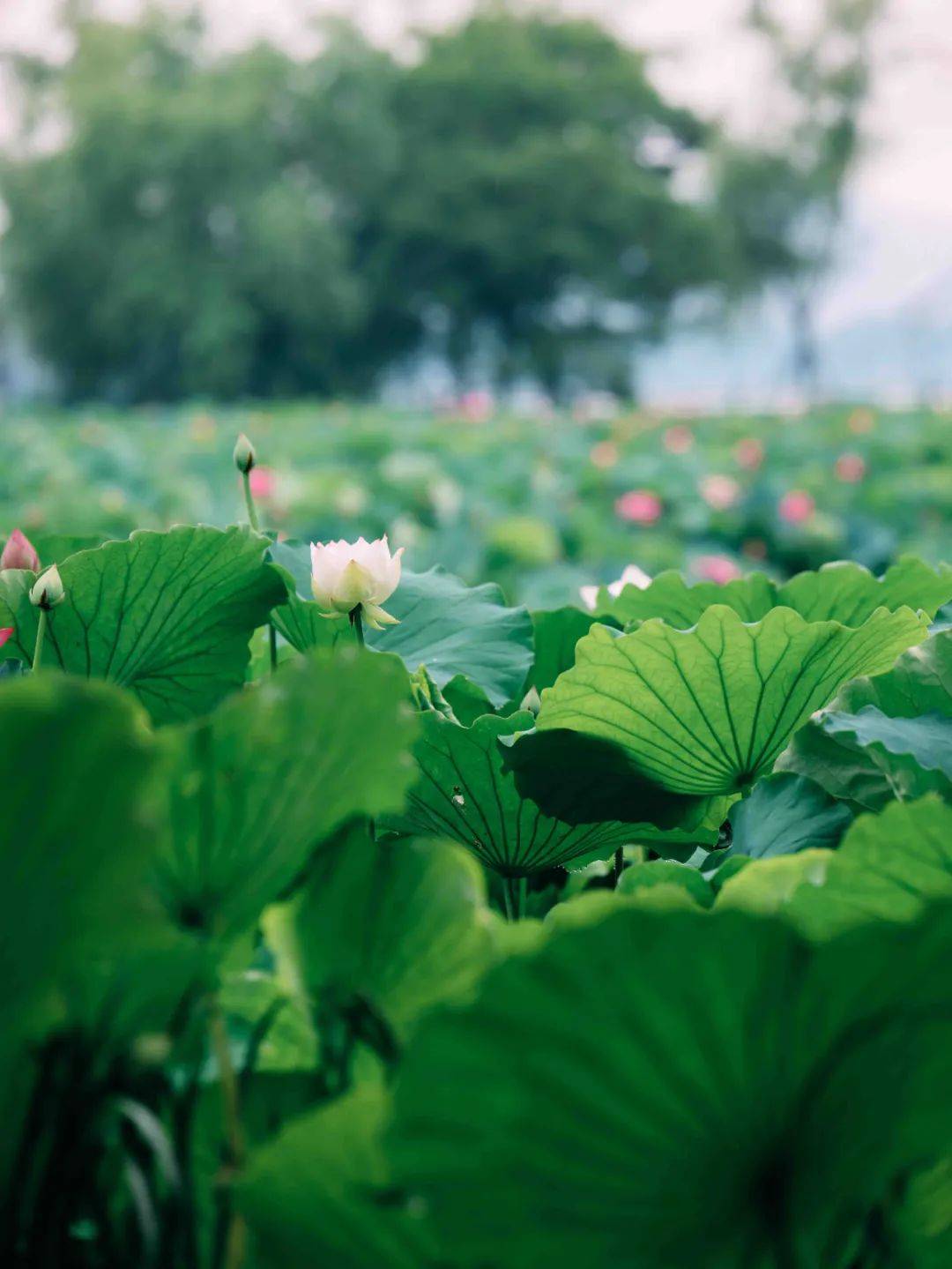 皆景水面泛起层叠荷叶微风吹过绿意连绵碧湖上,池塘里进入盛夏"荷"