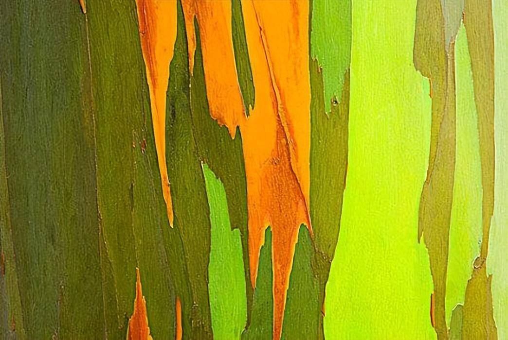 高达70多米的"彩虹树",像彩虹一样外表华丽,却被人大肆砍伐