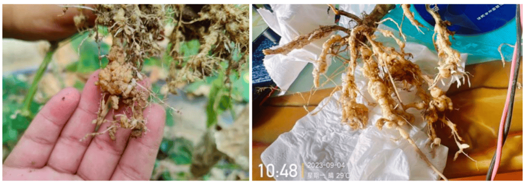 防线特种药肥：康乔根喜即将迎来上市_作物_防治_根系