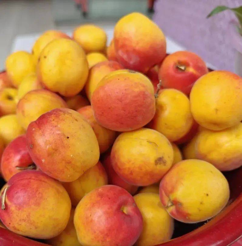 有了"阿坝甜",何惧夏日炎炎