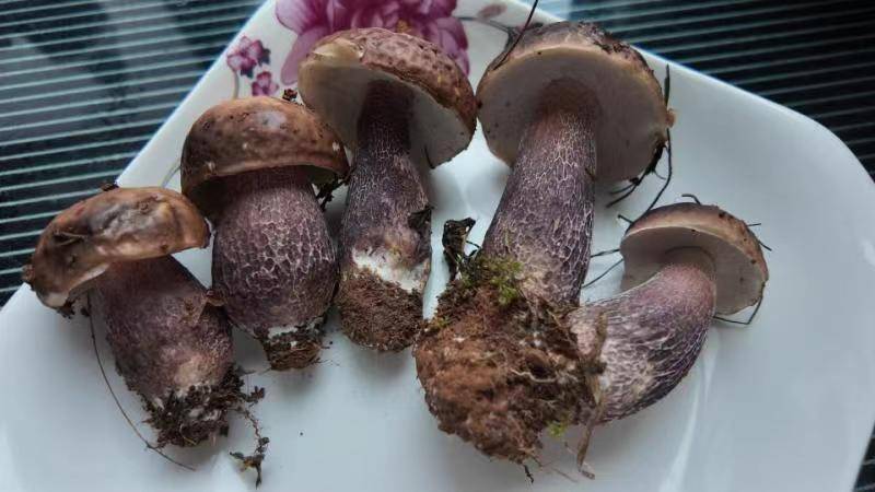 在昆明捡到紫色的菌子能吃吗?专家:是紫褐牛肝菌,可以吃