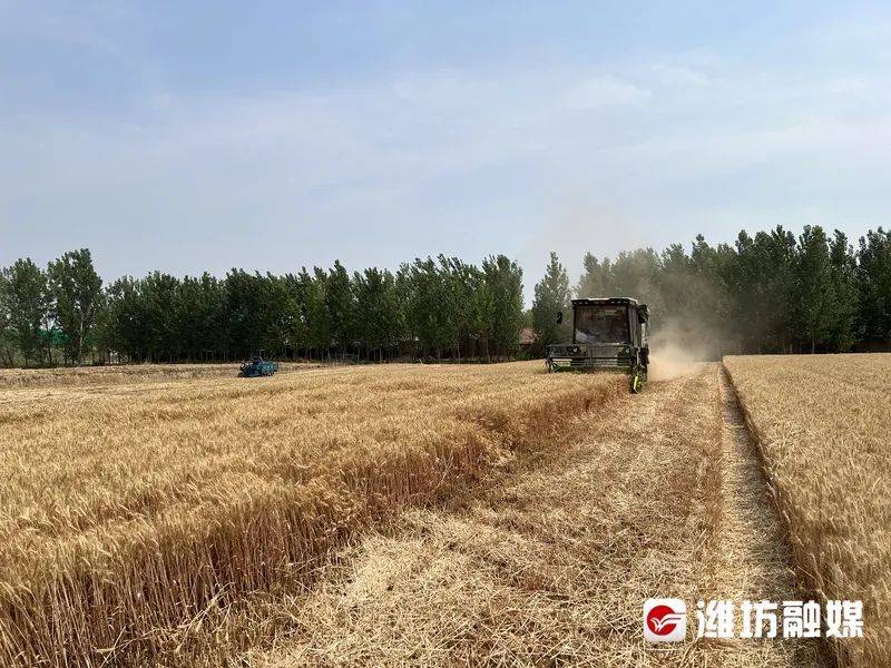 潍坊高密:320亩耕地"诞生"16个小麦新品种