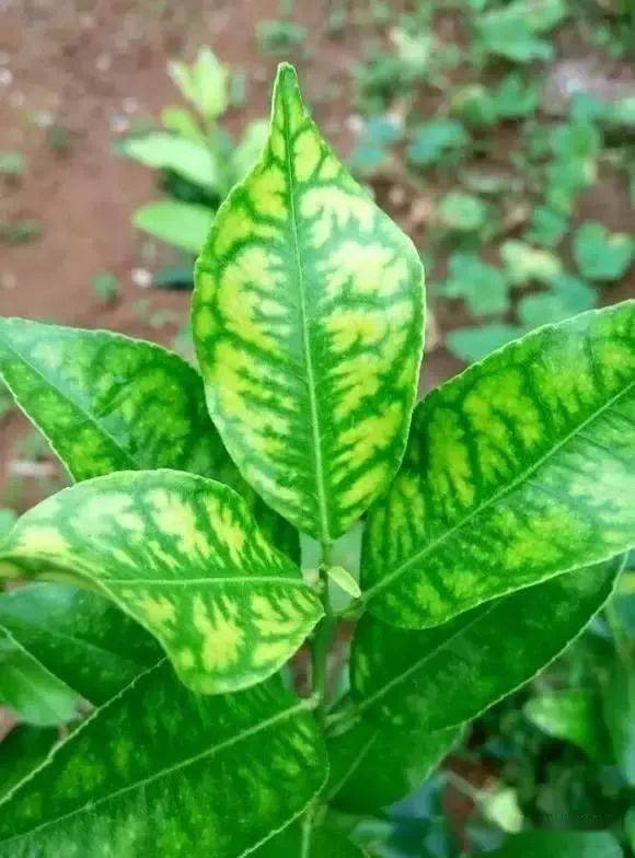 植物缺素顺口溜!