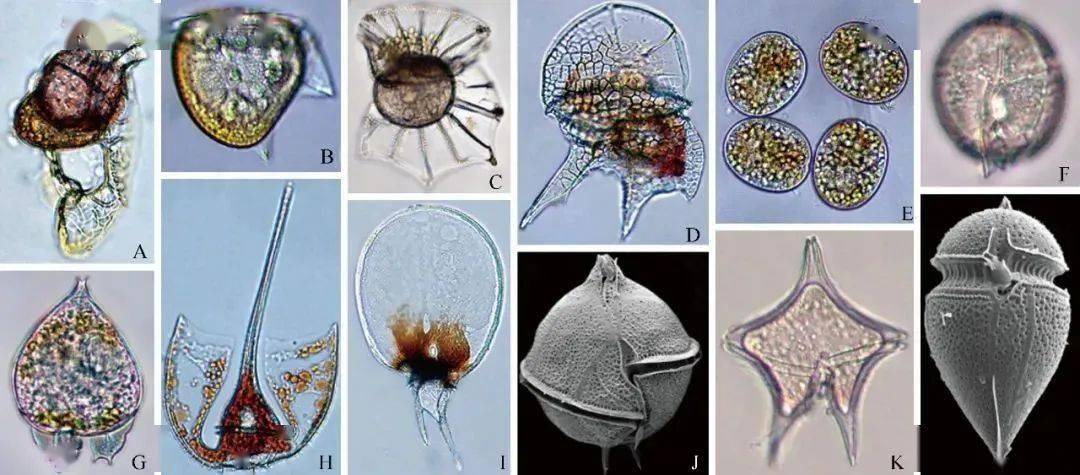 水中微生物图谱图片