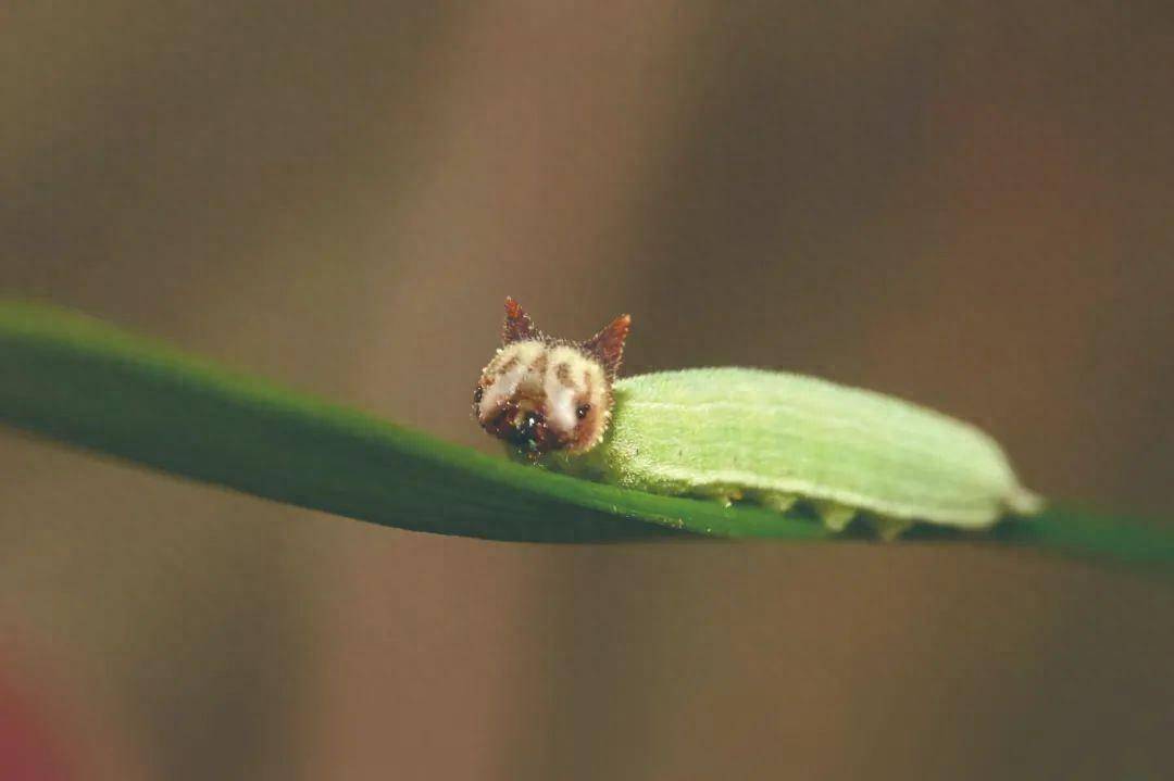 毛毛虫也可以萌萌哒