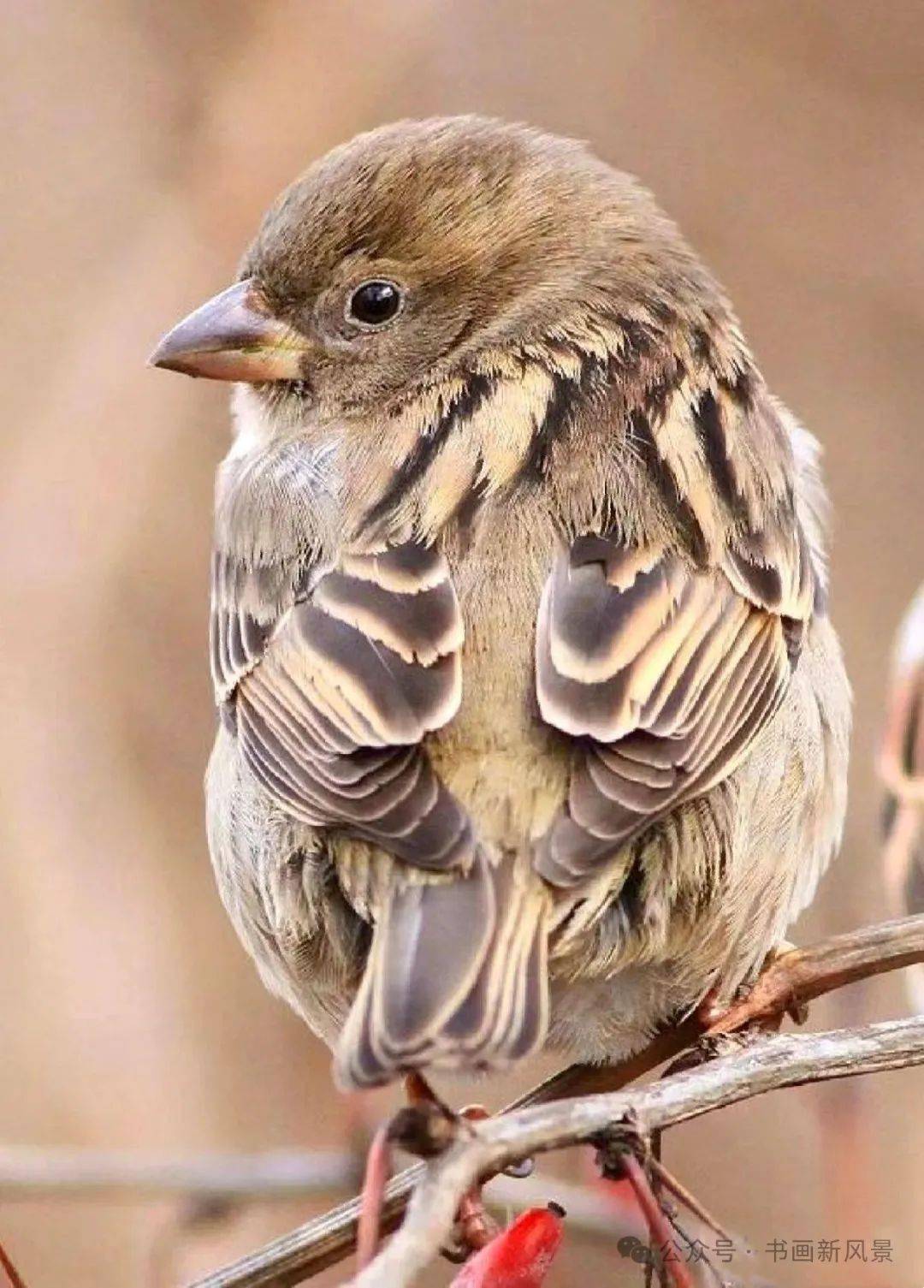吃胖的小麻雀,好可爱呀