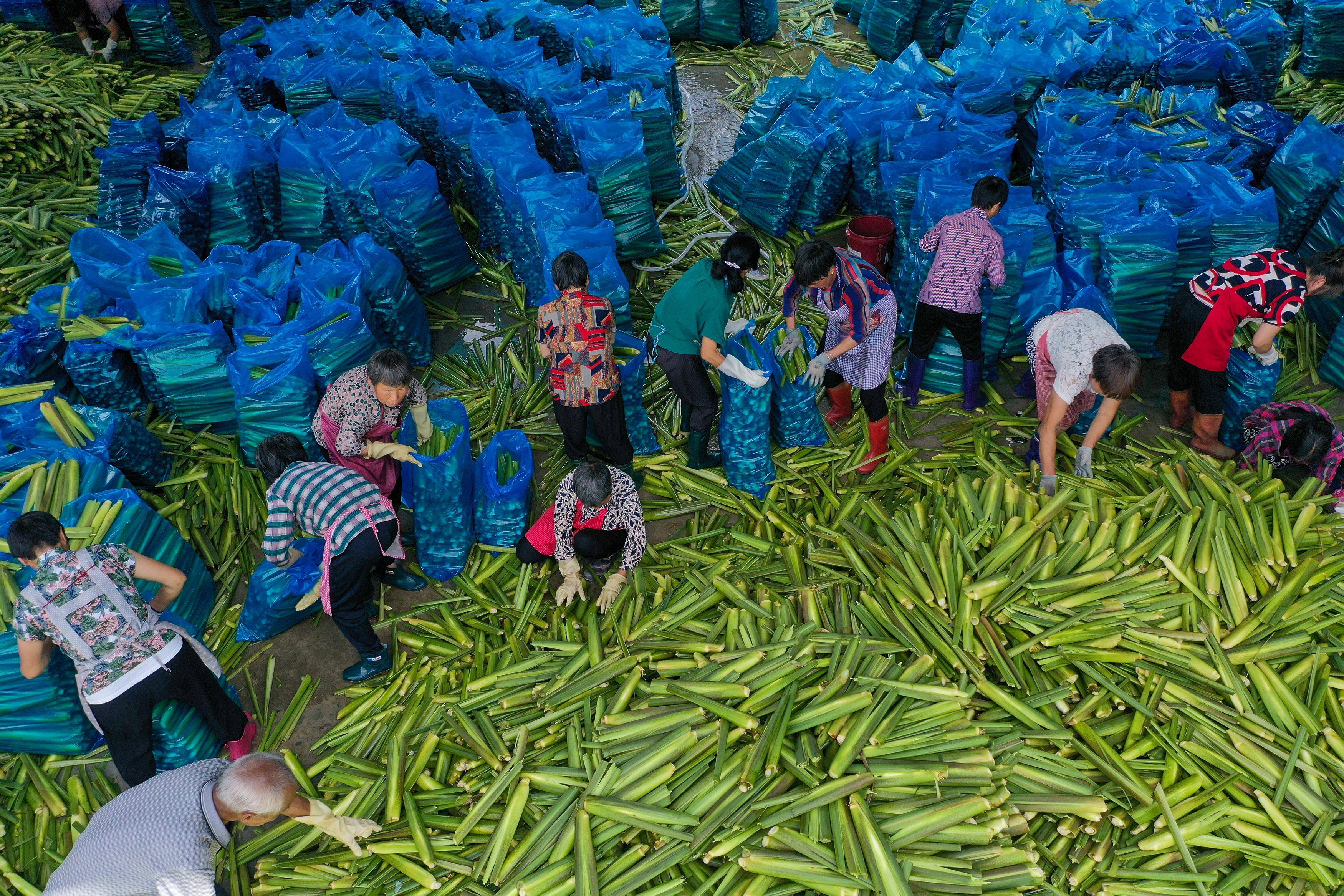 新华社发(李肃人 摄)2023年4月22日在景宁县拍摄的2023中国畲乡"三月