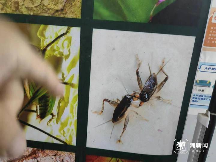 卖蝈蝈大叔这里有一位,为了找蝈蝈,记者一路"追"到了河北保定