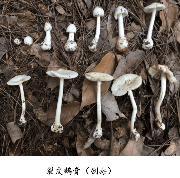 健康科普 | 贵州常见的食用野生菌和致命毒蘑菇