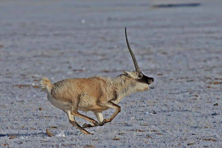 【冯刚摄影展】羌塘的藏羚羊