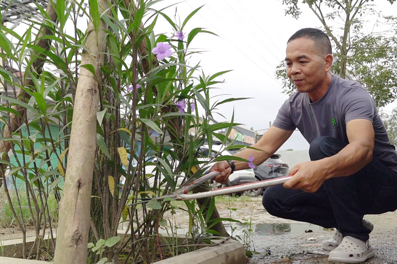 志愿者修剪翠芦莉.东岗路边整齐的黄花风铃木.