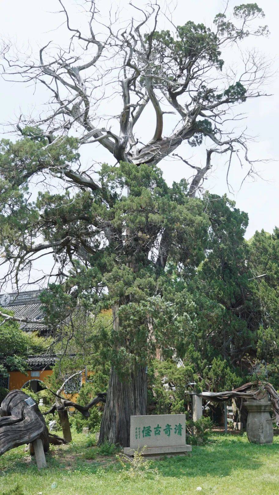 庭院里的四棵古柏"清,奇,古,怪",相传为邓禹手植,经受近两千年的风雨