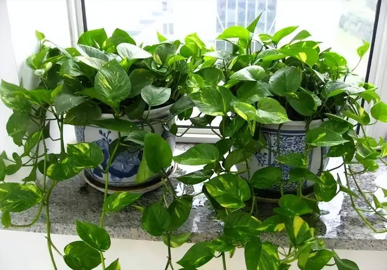 家里养几盆普通的绿叶植物也是不错的,看起来很美观,还可以缓解视觉