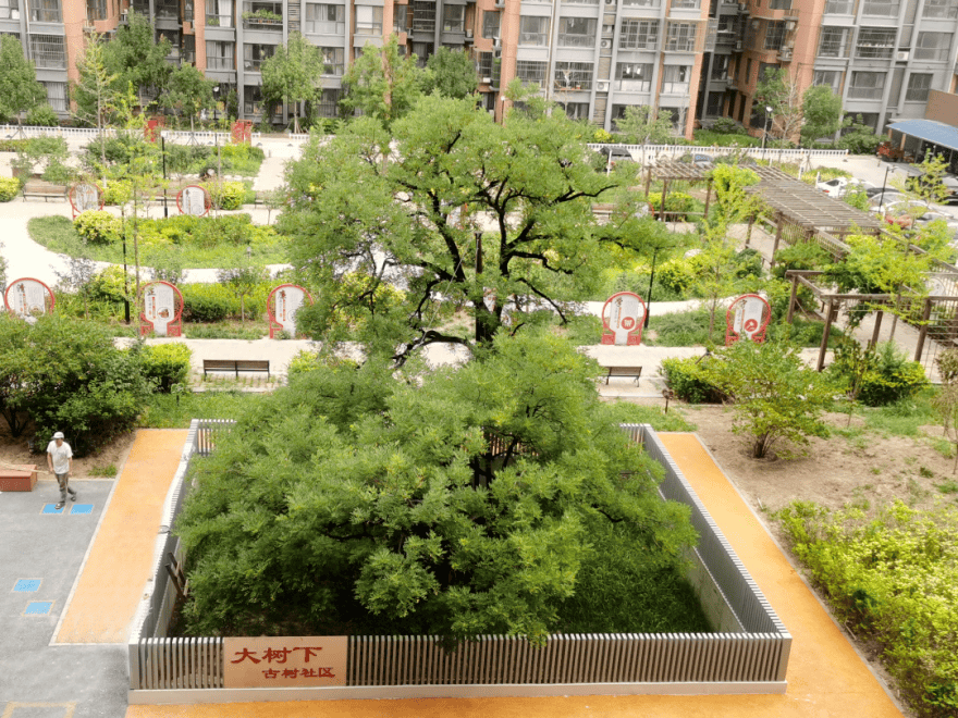 房山"绿色文物"见证文明绵延_古树_保护_名木