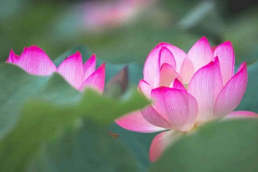 夏日顶流!"荷"你有约