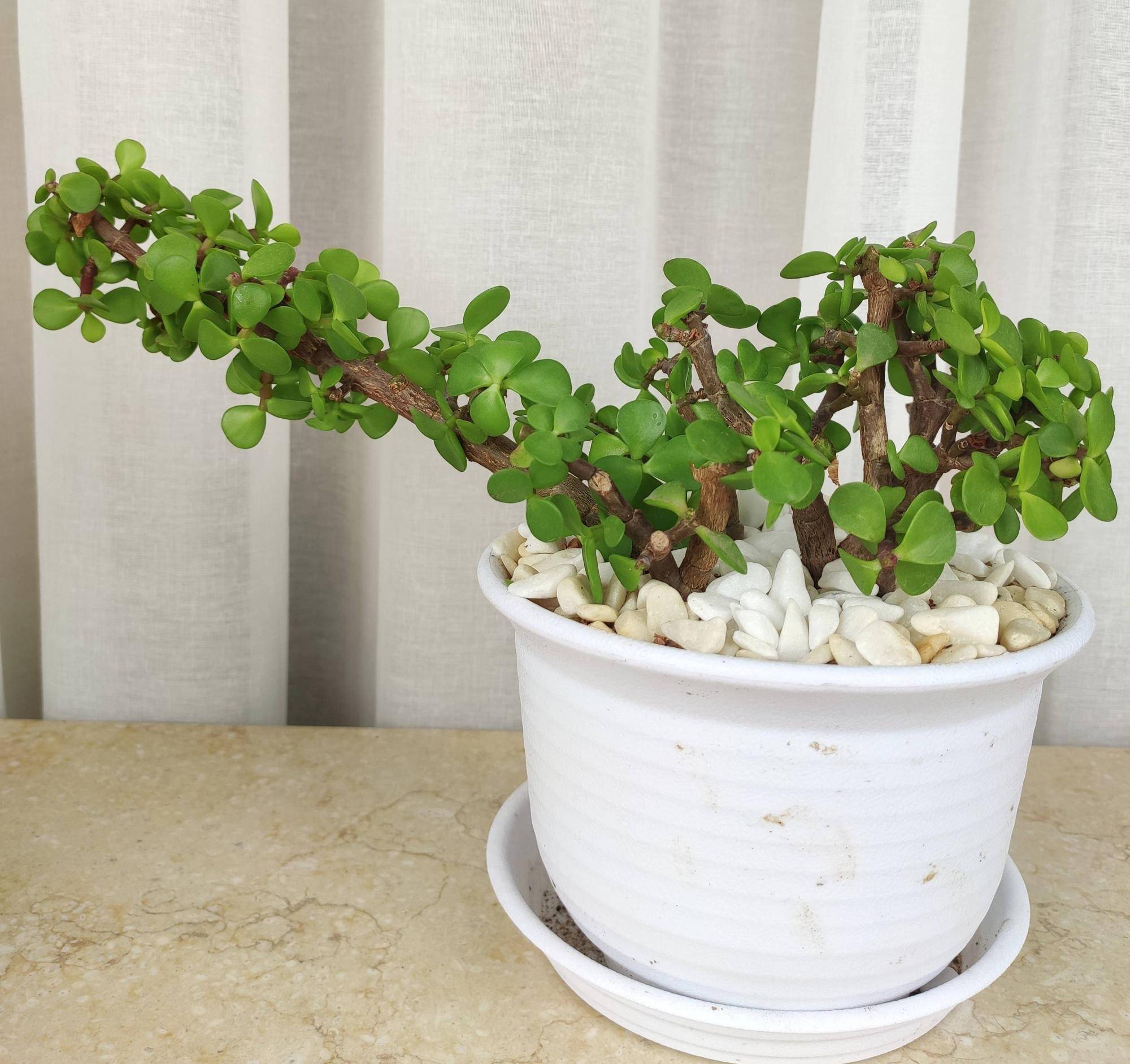 金枝玉叶怎么养怎么扦插?这样做,扦插就活,越长越优美大气茁壮