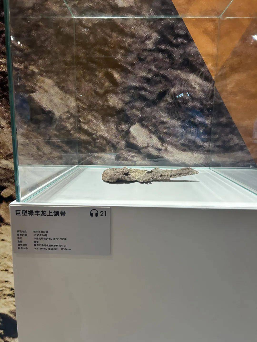 与史前巨兽来一场穿越两亿年的相遇】_禄丰_展览_化石