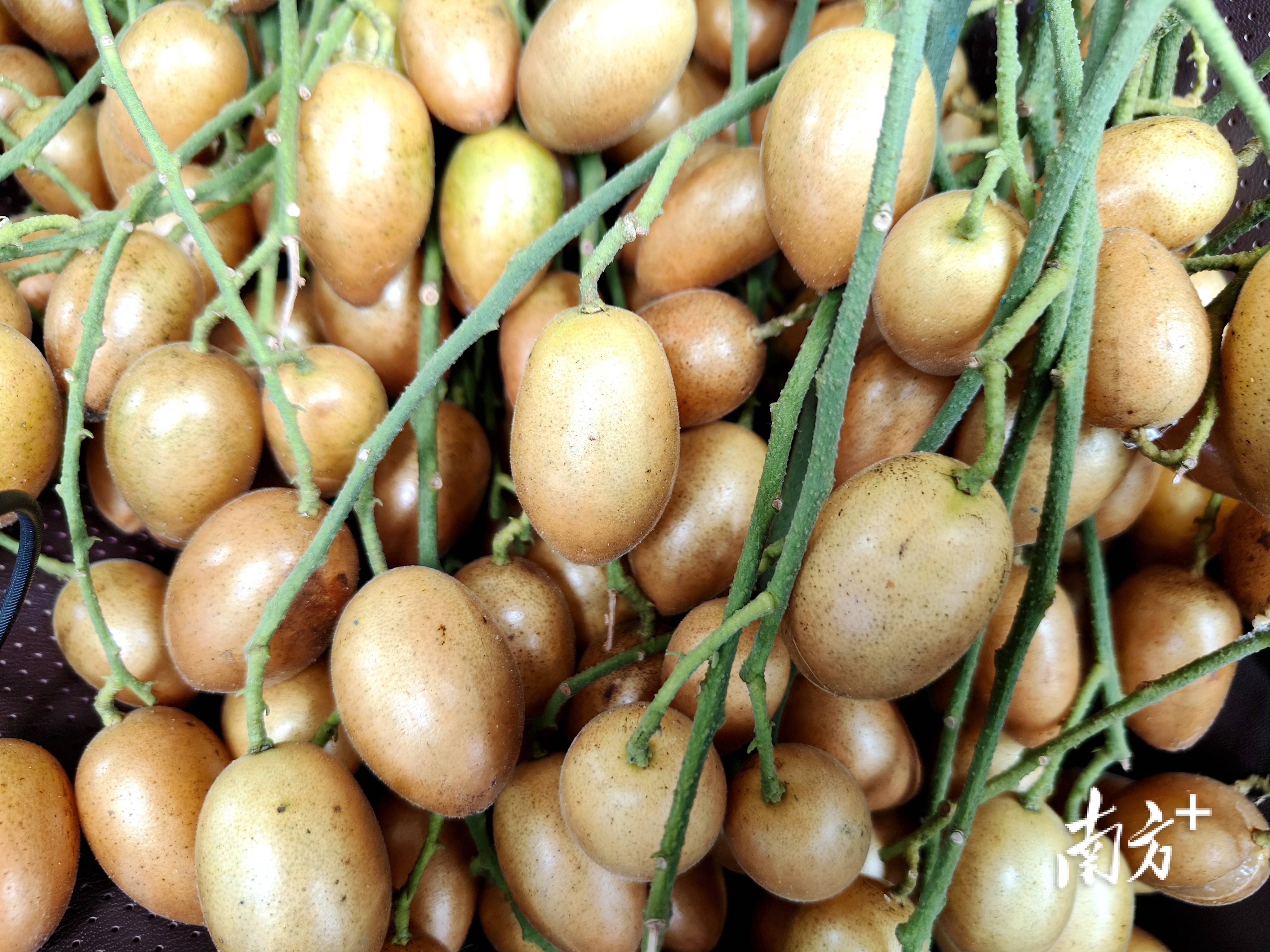 "这棵树我承包了!"龙颈鸡心黄皮整树认购,尝鲜采摘新体验