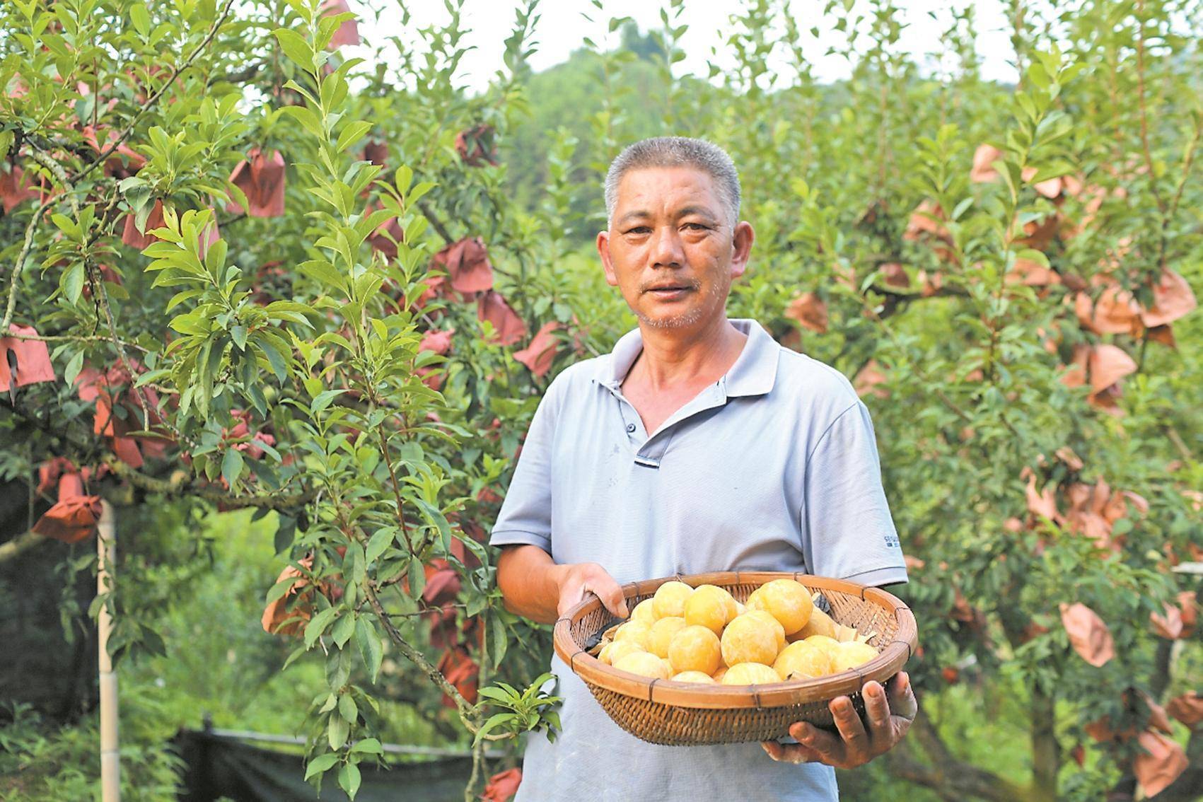 眼下,韶关乐昌市两江镇万亩黄金柰李即将进入采摘期,成片的李子树郁郁