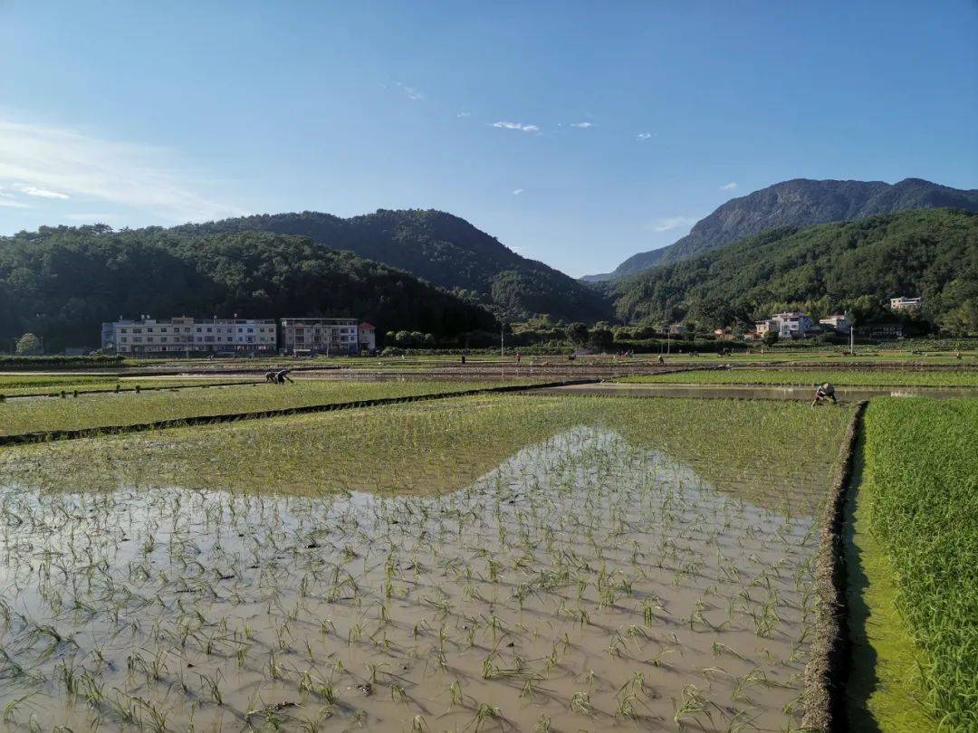 全力以"复",中堡镇农业生产灾后恢复有序进行中