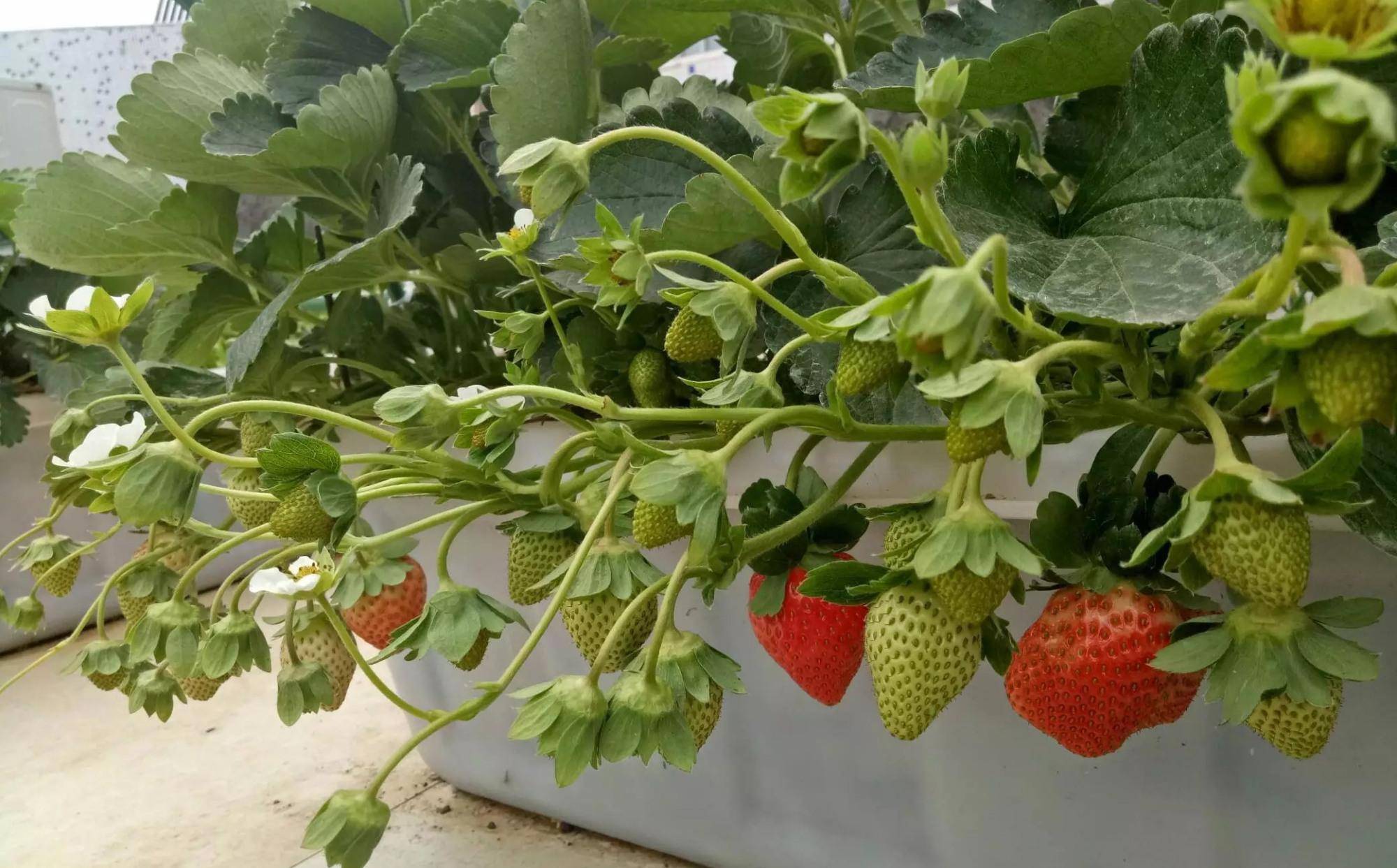 到了秋天气温下降之后,草莓苗就进入了生长旺盛期,能开始长得一天比