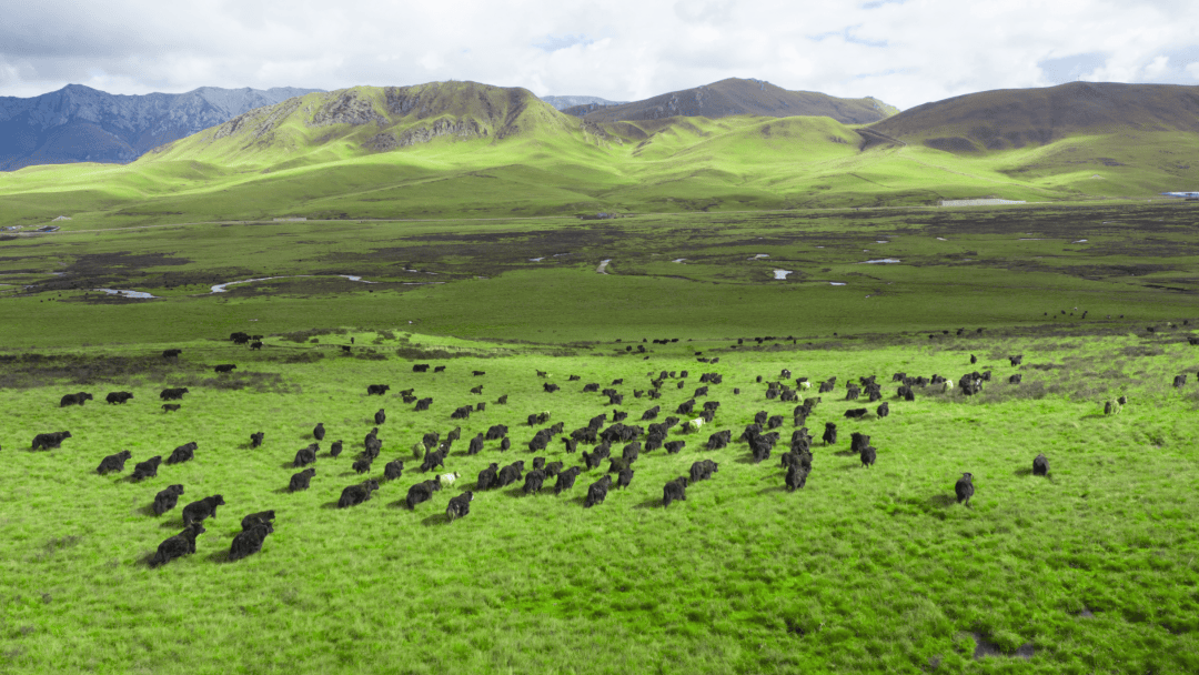 镶嵌在青藏高原版块上的畜牧业大县