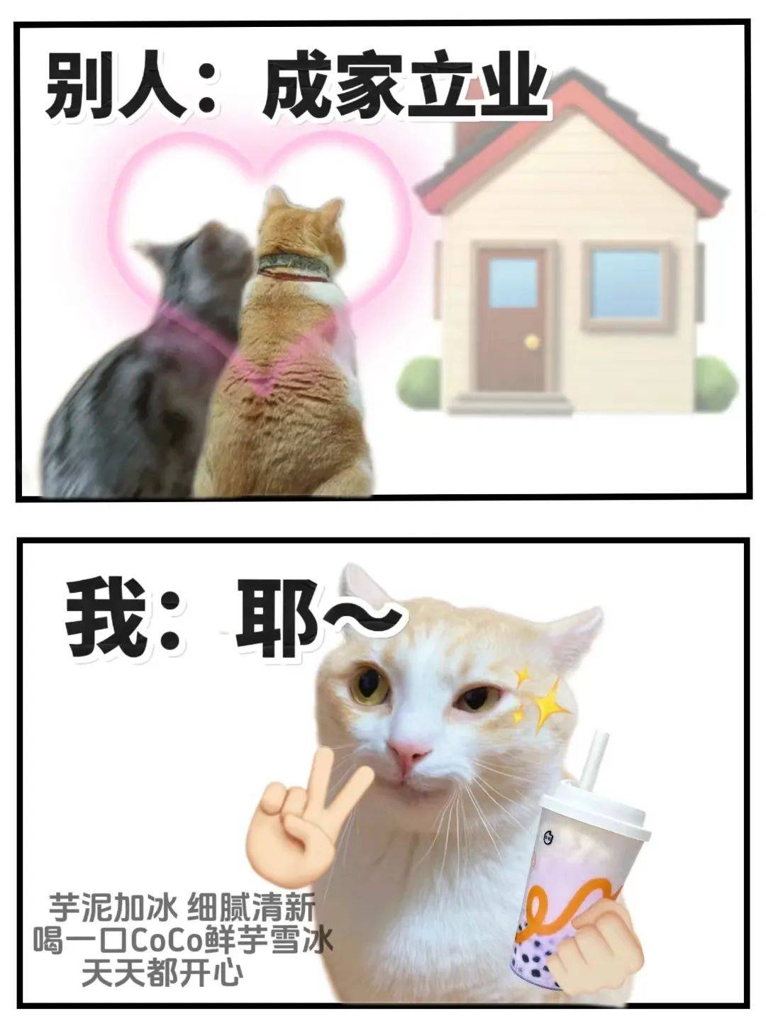 猫咪表情包