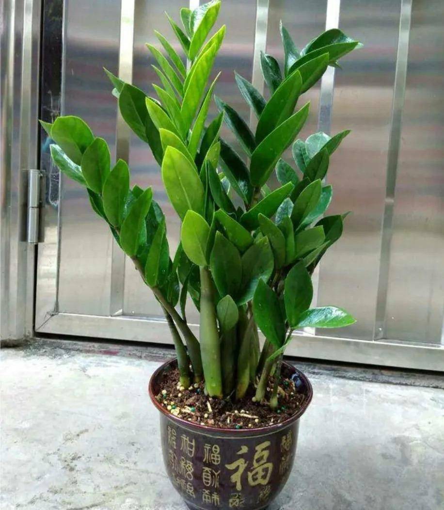 4种"财气树",枝叶繁茂,四季常绿,枝叶旺寓意好,带来好财运_叶片_铜钱