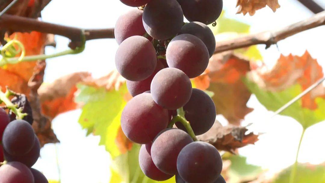 葡萄满枝头 界山50亩葡萄迎来丰收