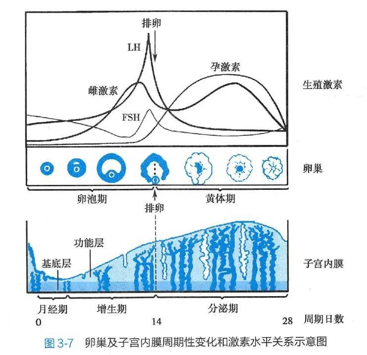 月经前出现褐色分泌物是怎么回事?医生解答