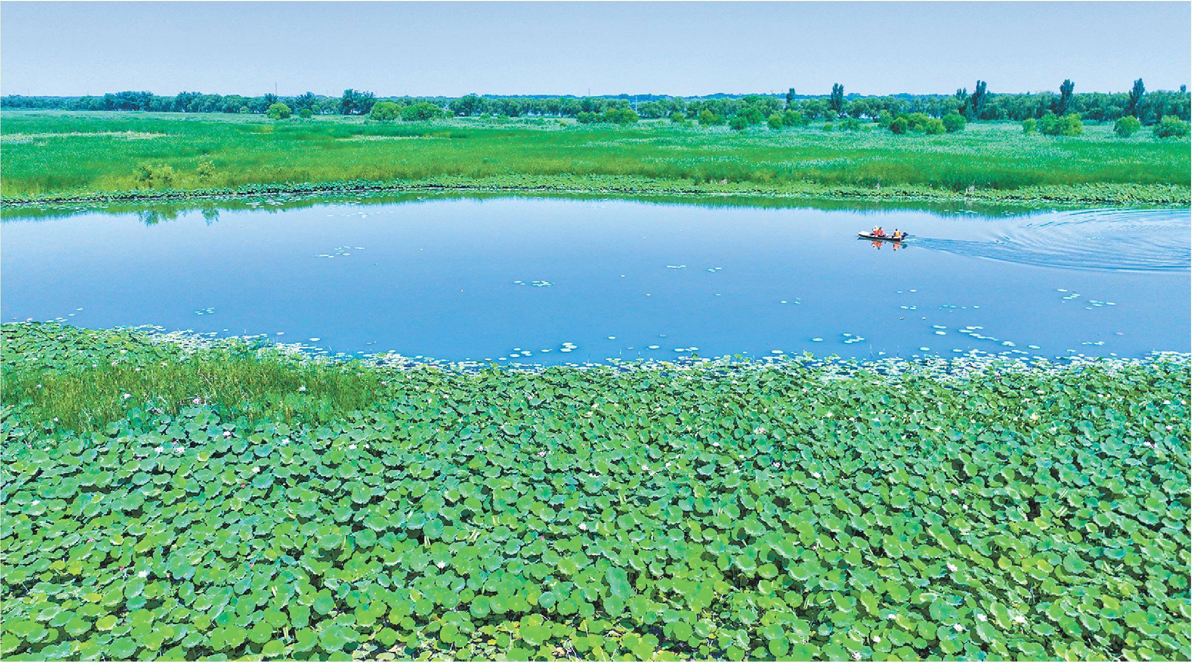 记者 段婷婷 报道本报济南讯 正逢盛夏,白云湖万亩红莲竞相绽放,绕