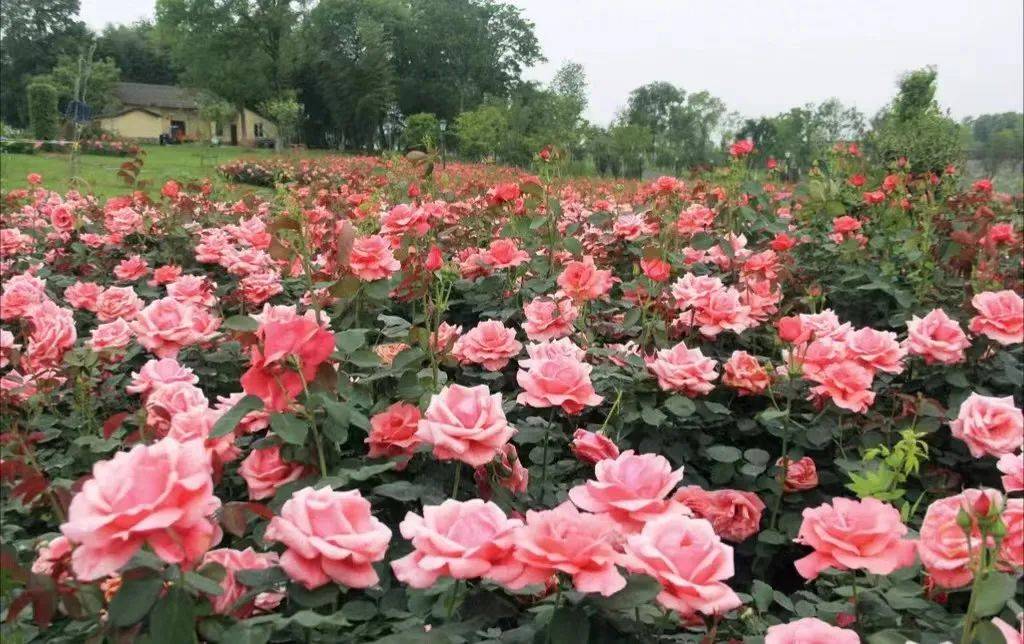 创意农业主题展厅创新焕新颜据悉长春农博园创意农业主题展厅中"多彩