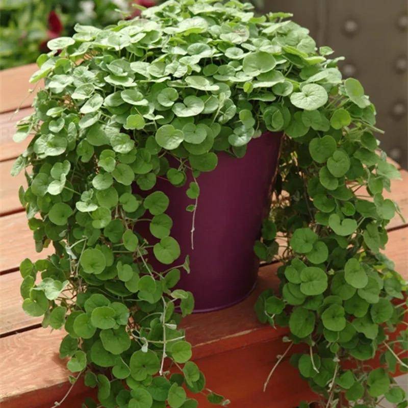 生长快,和铜钱草一样好养旺盛,能长成小瀑布_马蹄金_植物_叶子