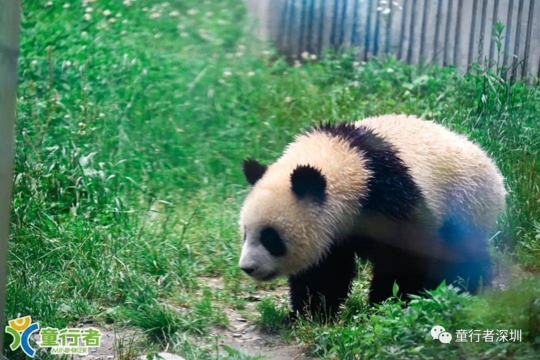 卧龙保护区以"熊猫王国","宝贵的生物基因库","天然动植物园"响誉中外