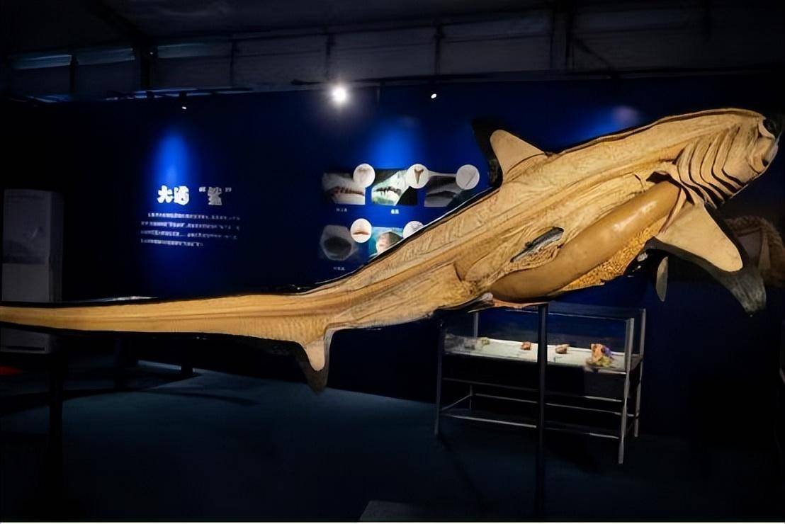 深海奇遇!"深海鱼影"海洋生物(标本)科普展开幕