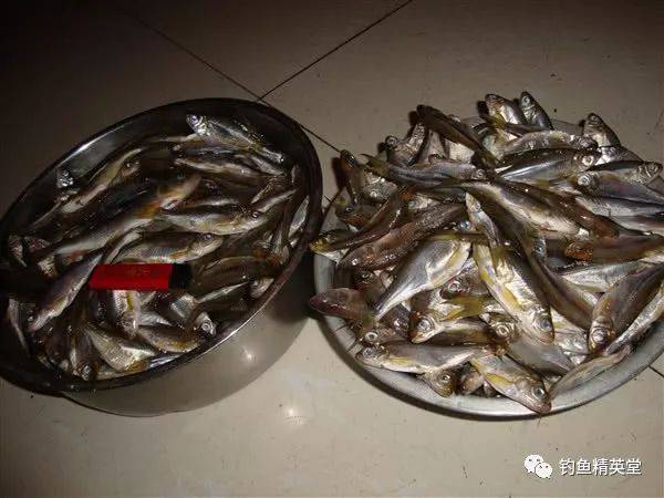 此鱼小小的身体,有一双大眼睛,钓鱼人亲切的叫它"大眼妹"