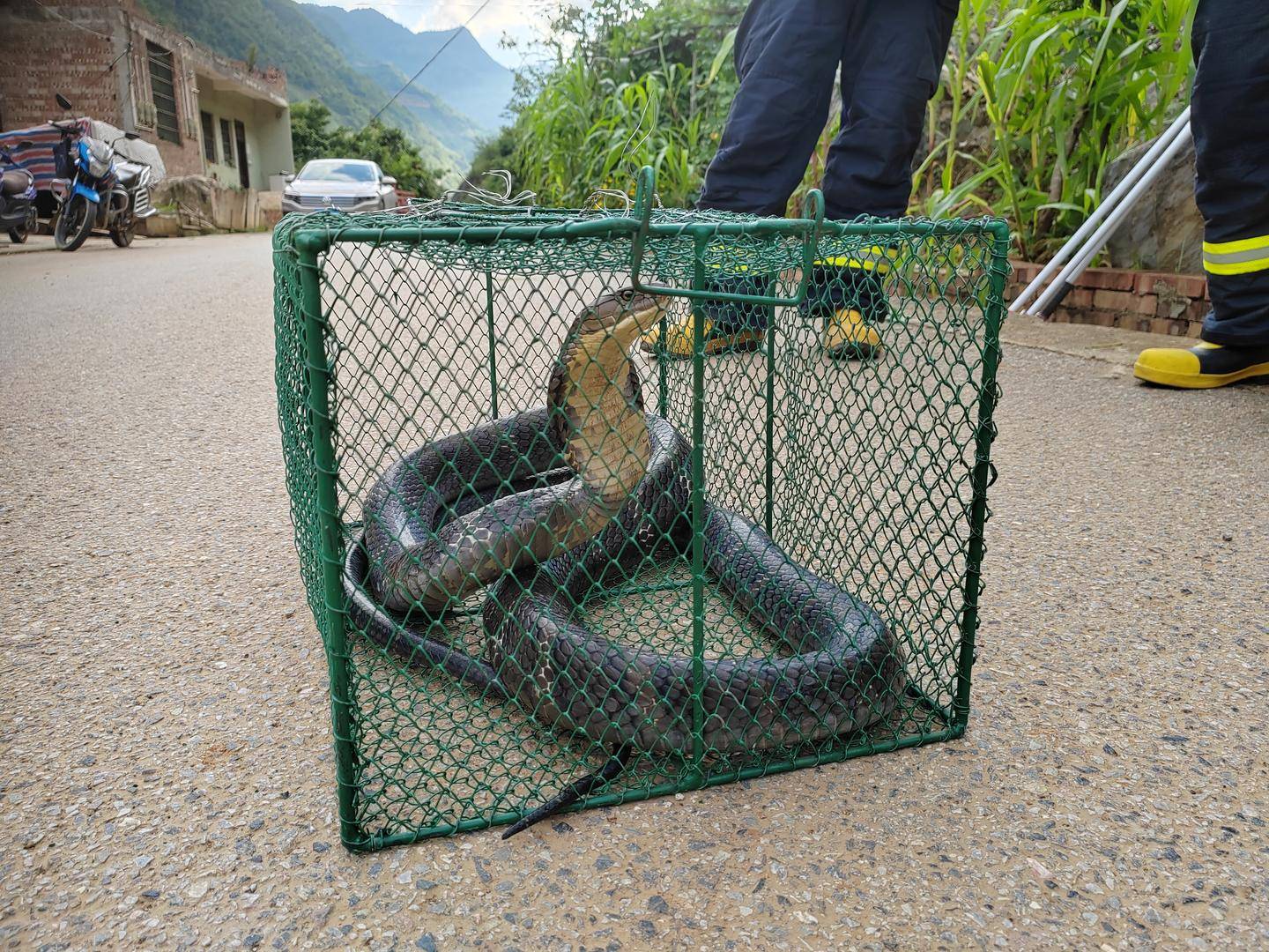 眼镜王蛇捕猎图片