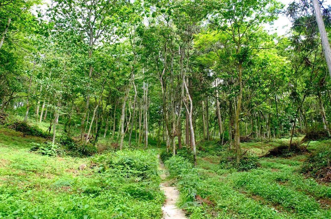 【"四新""四化"新道真】阳溪镇:绿满山川织锦绣