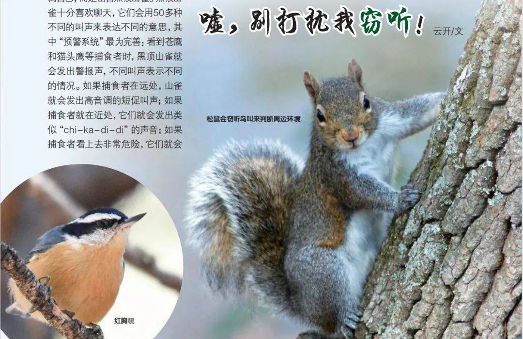 叫声_松鼠_警报声